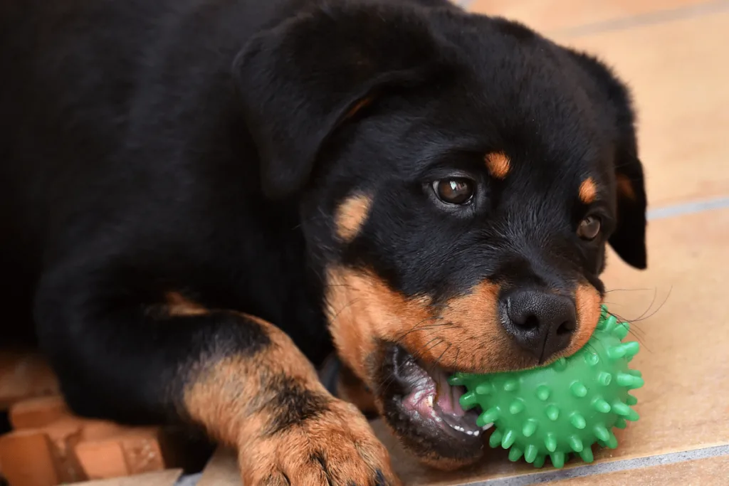 Rottie pup chewing