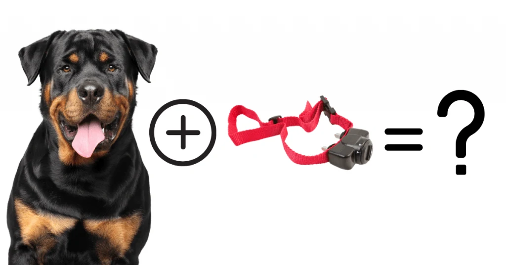 Rottweiler with shock collar concept
