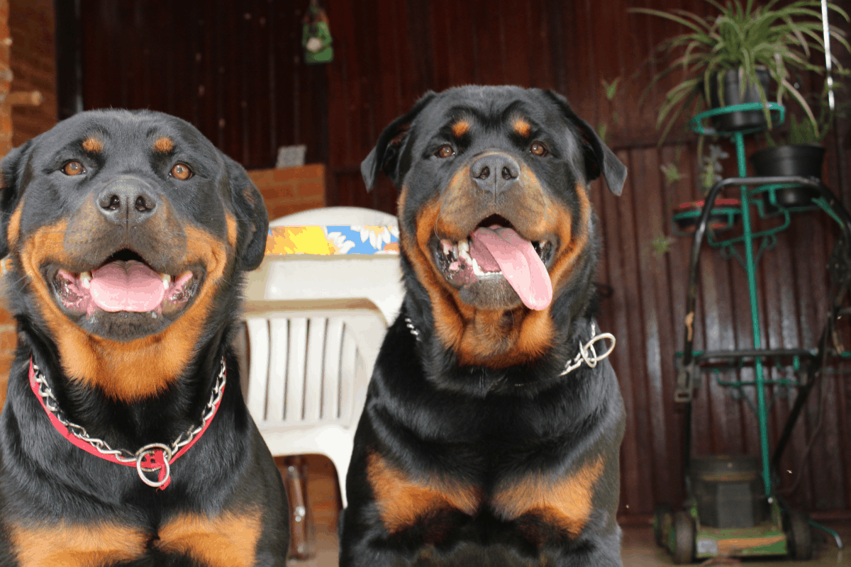 Guide Should You Get Two Rottweilers At Once? The German Shepherder