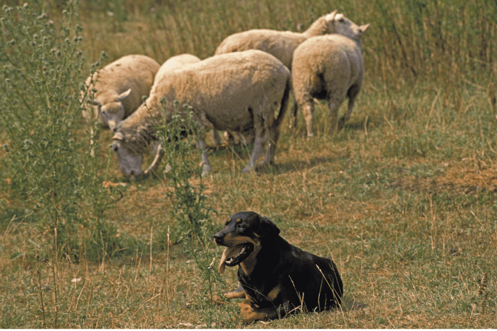 what dogs are good with sheep