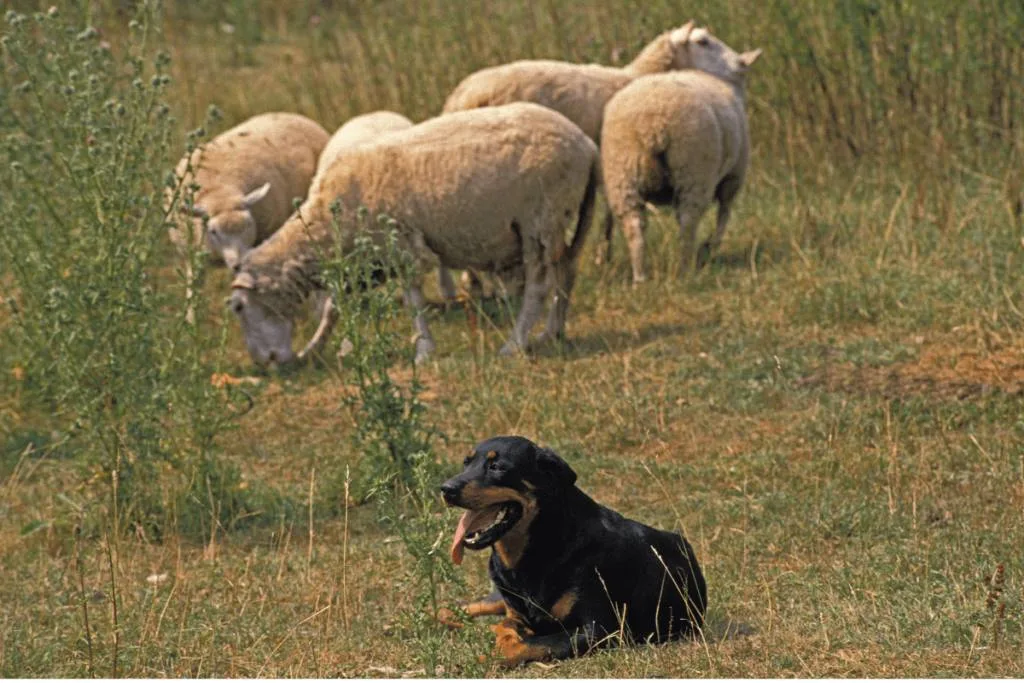 Rottweiler and sheep
