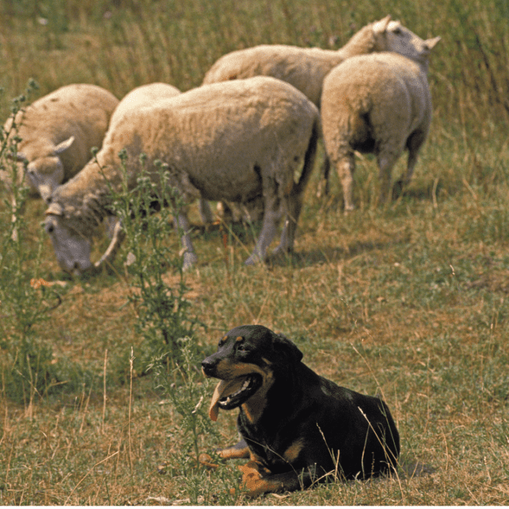 Are Rottweilers Good Farm Dogs? The German Shepherder
