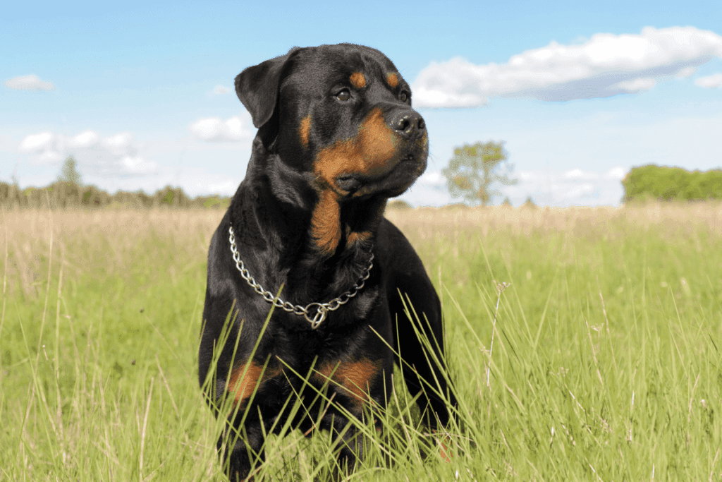 Rottweiler Feeding Guide: From Puppy to Adult – The German Shepherder
