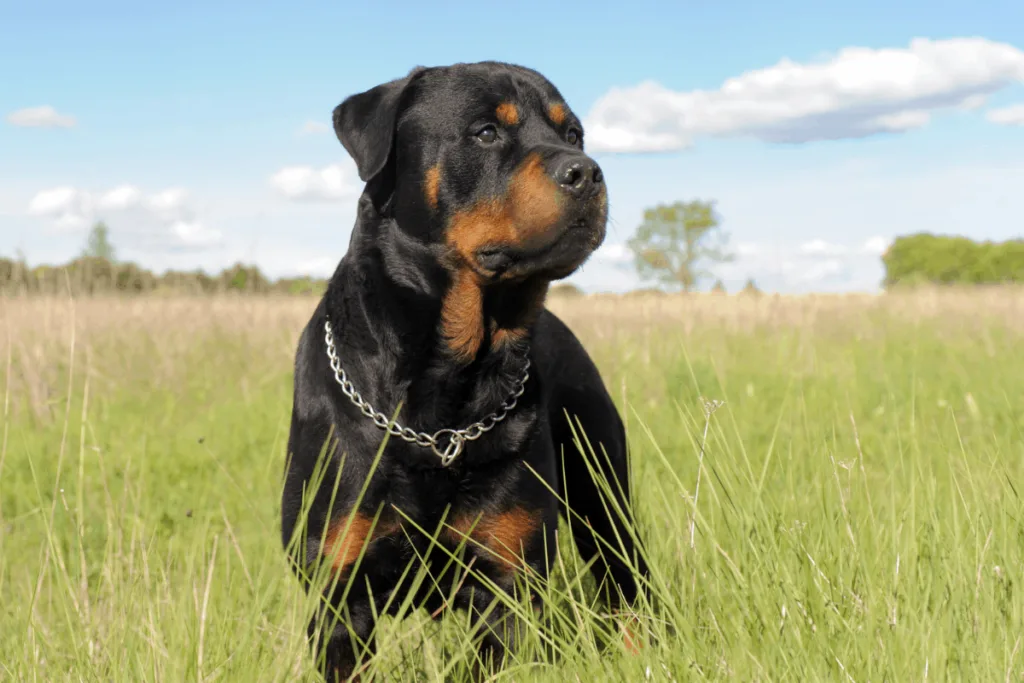 how many times should a rottweiler eat a day