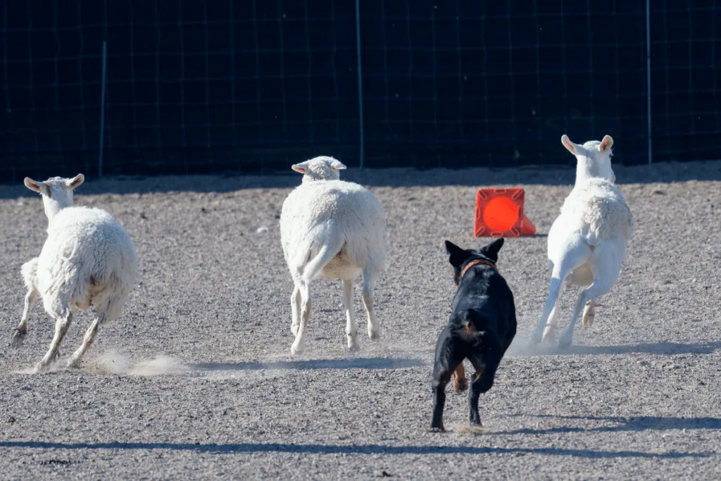 Rottweiler chasing farm animals