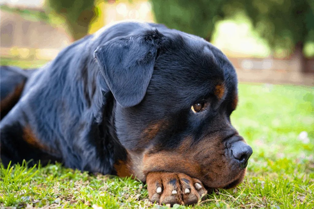 Rottweiler looking sad