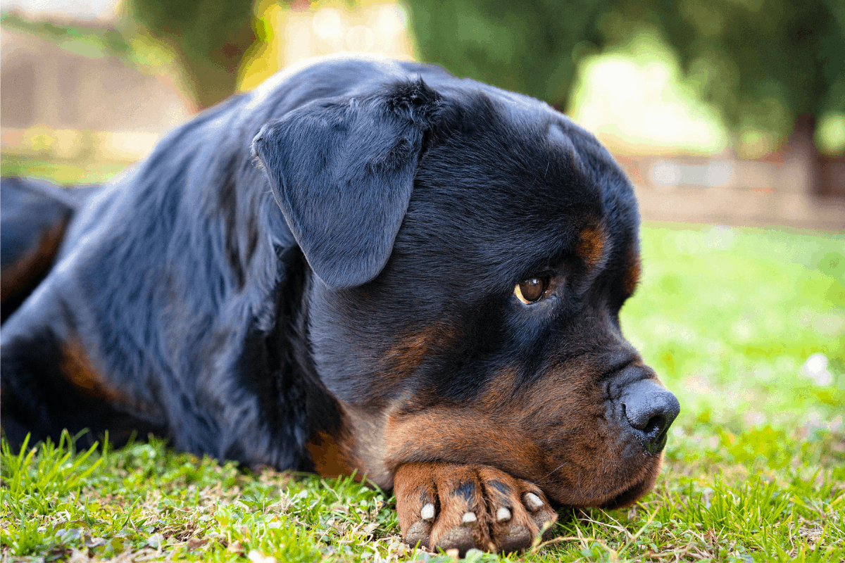 Do Rottweilers Shed a Lot? Sometimes, and Here’s Why! - The German ...