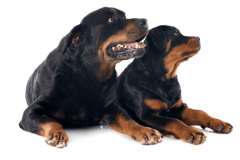 two Rottweilers