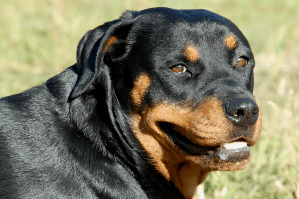 anxious Rottweiler