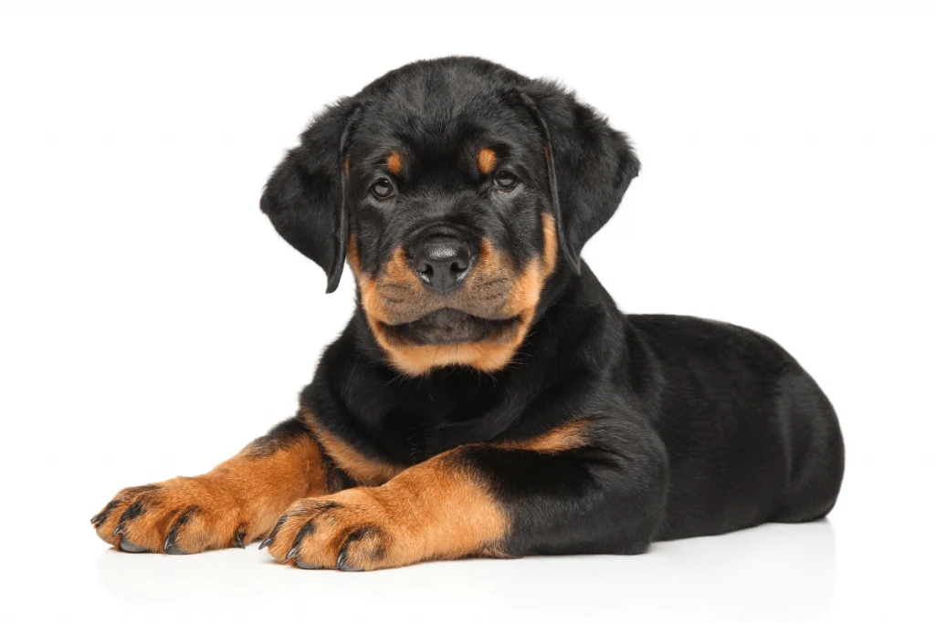 how long should a rottweiler eat puppy food