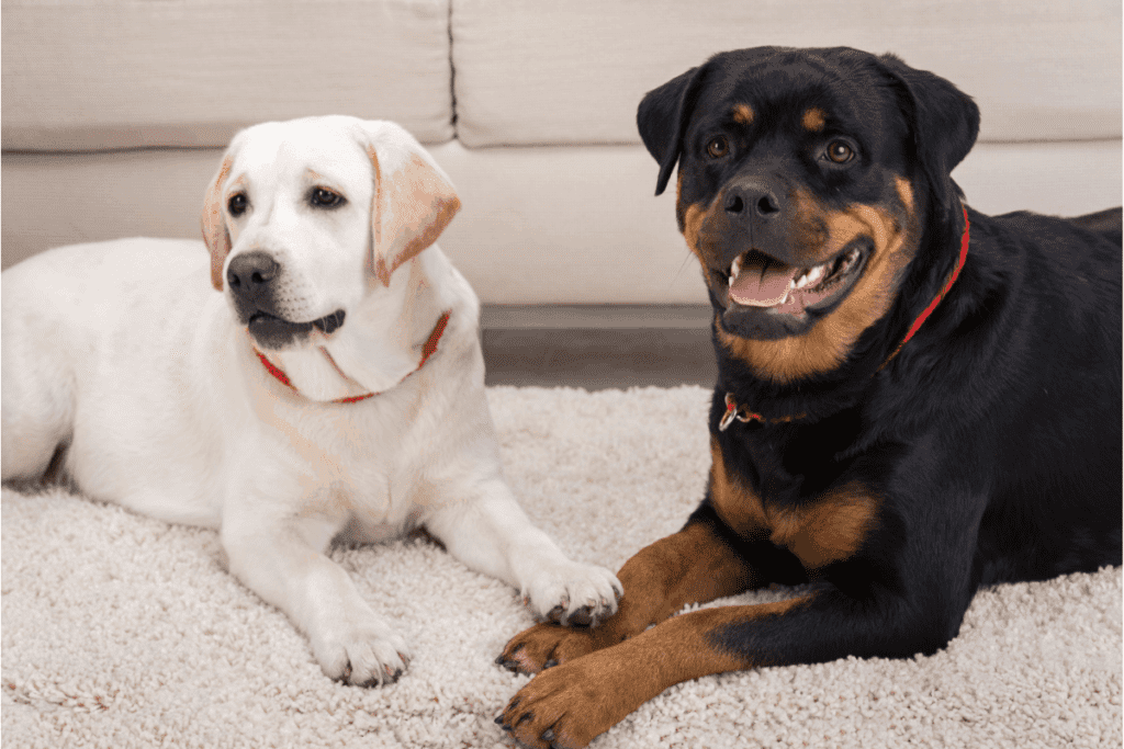 which breed is bigger rottweiler out labrador