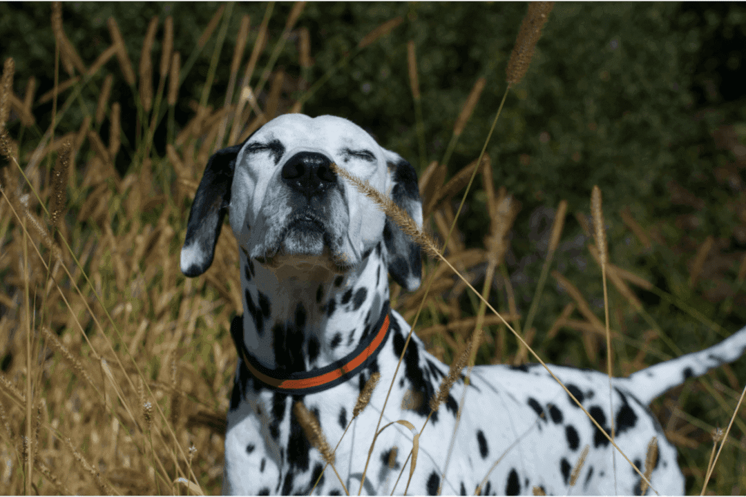 What Scents Are Toxic to Dogs? Understand the Risks The German Shepherder