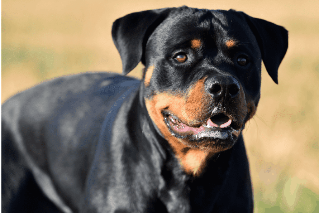 female Rottweiler