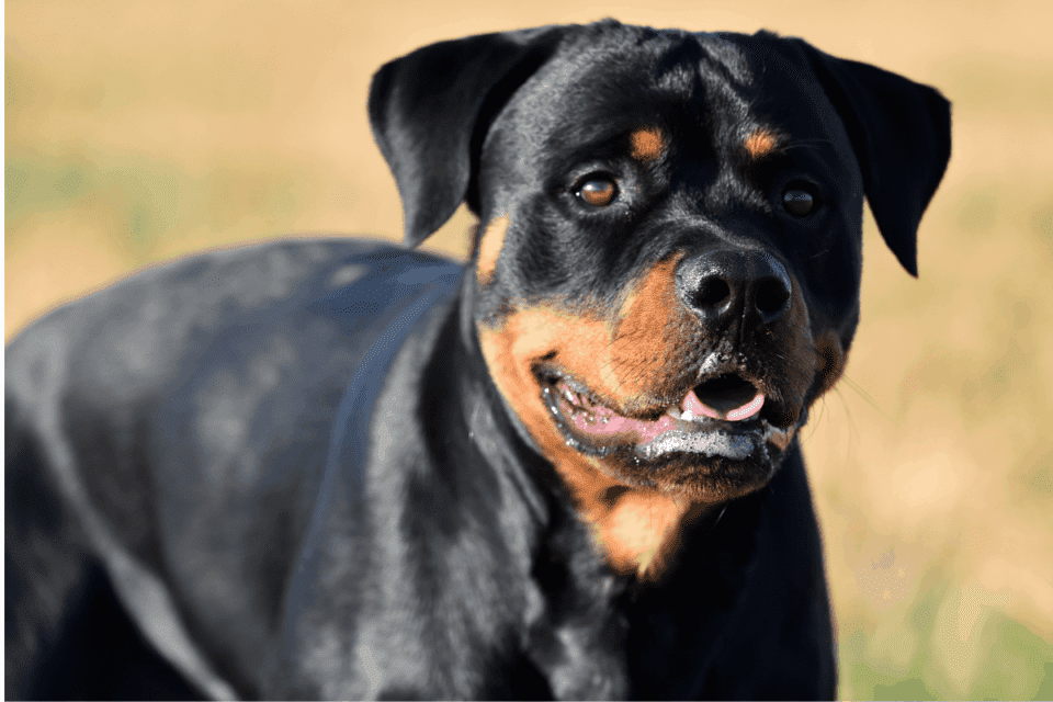 How to Care for Rottweilers in Heat The Ultimate Guide The German