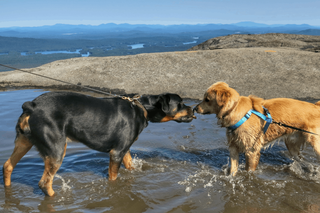 Rottweiler and Labrador sniffing each other in the water