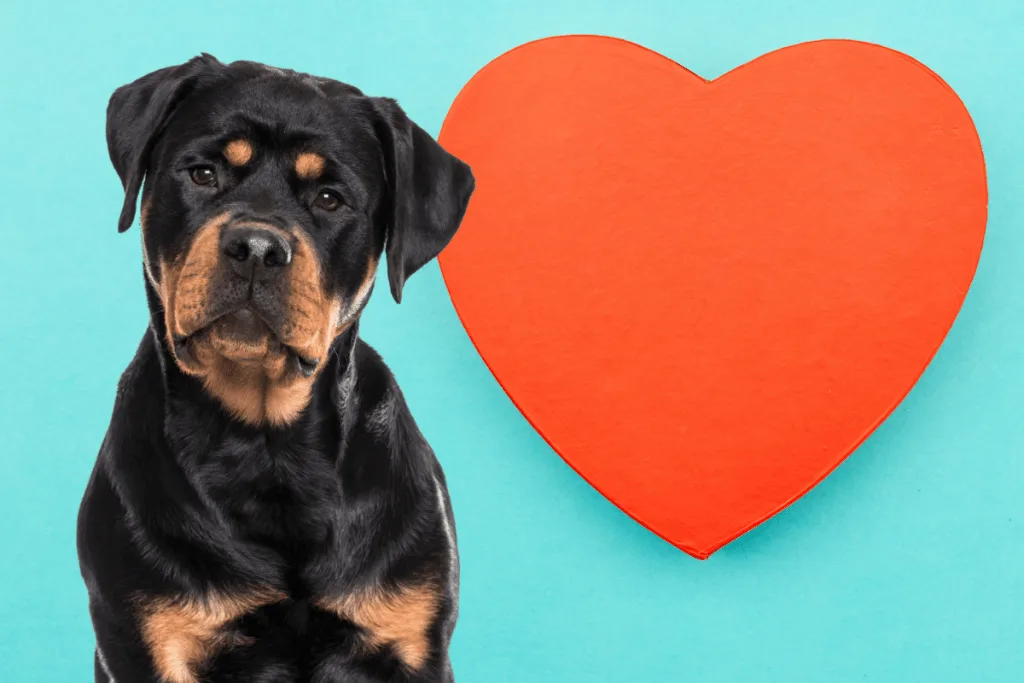 Rottweiler and heart concept