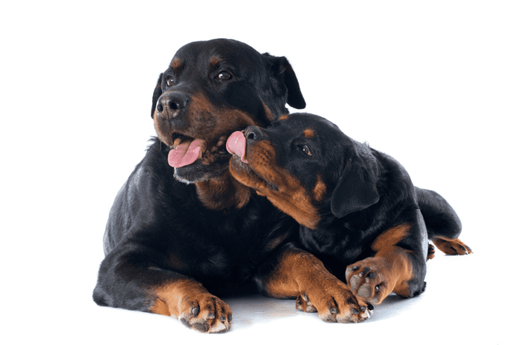 mom and pup Rottweiler