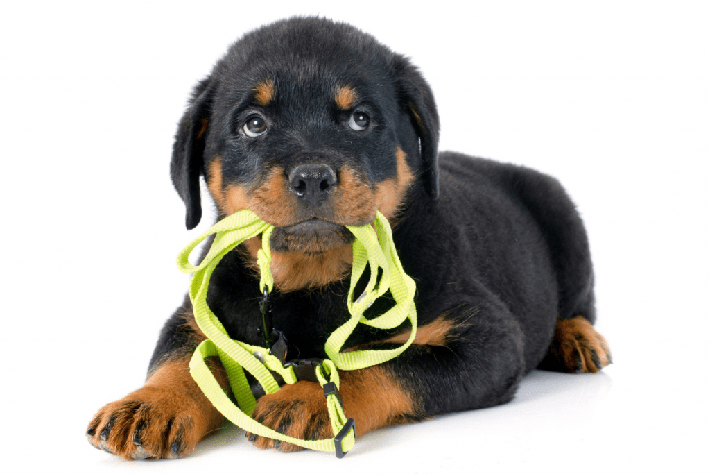 puppy and leash