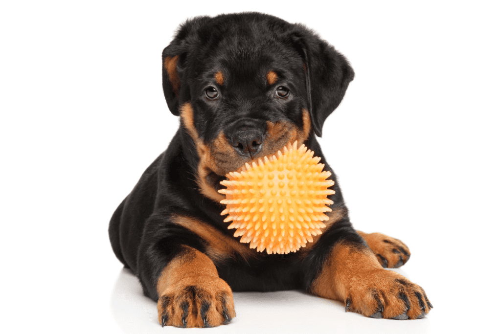 puppy and ball