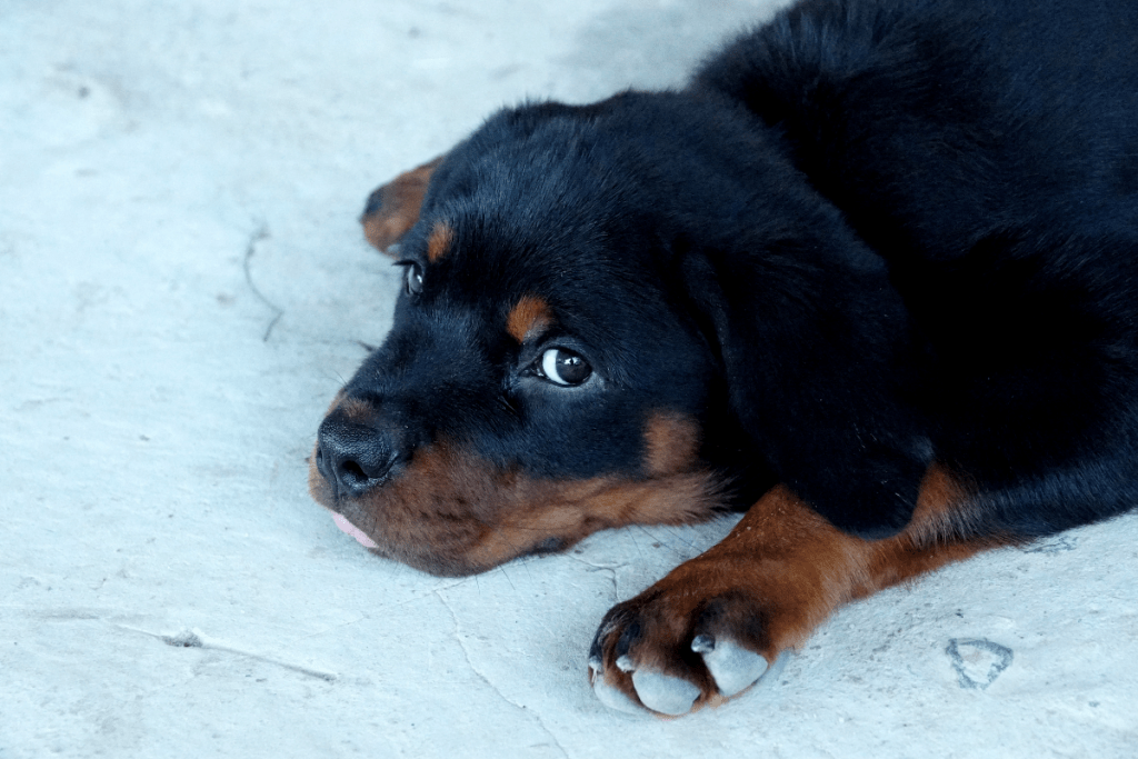 puppy on floor