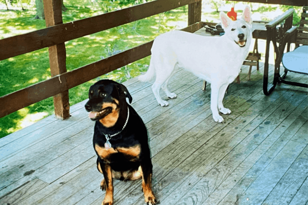 Can A Rottweiler Live With A German Shepherd? – The German Shepherder