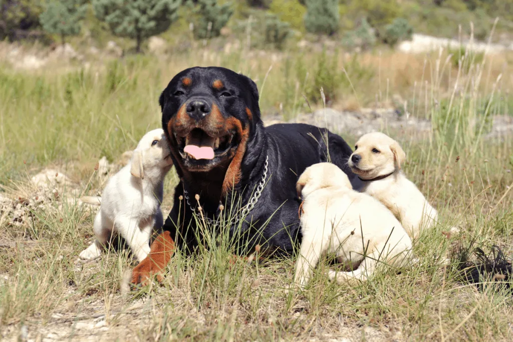 adult Rottweiler and Labrador puppies playing
