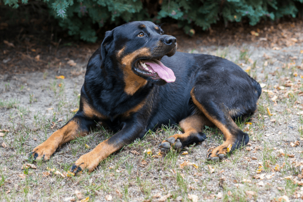 female Rottweiler