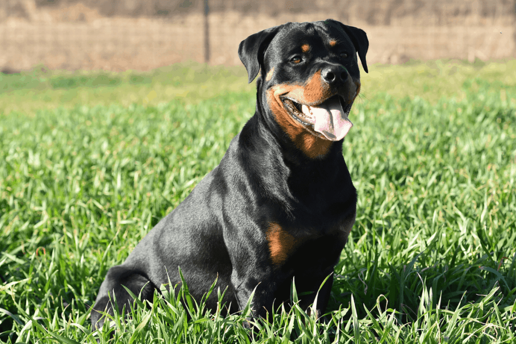 Rottweiler in grass