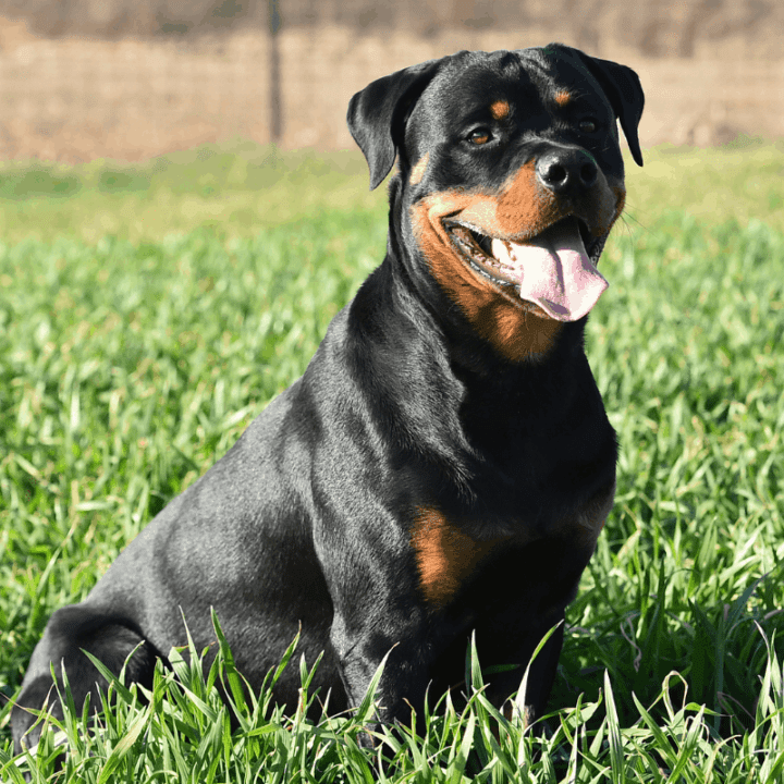 Neutering A Rottweiler: The Honest Pros And Cons – The German Shepherder