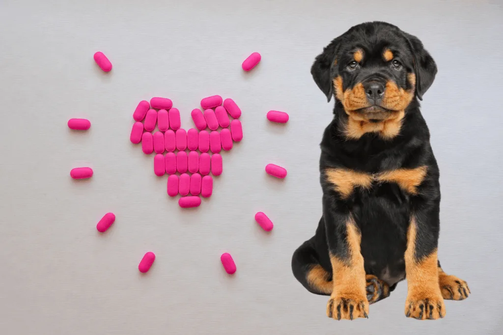 Rottweiler puppy and heart concept made of pink pills