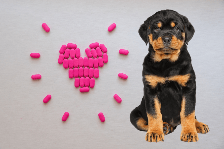 The 5 Best Supplements For Rottweiler Puppies The German Shepherder