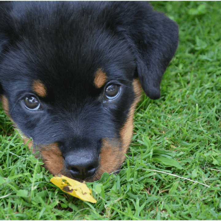 best supplements for rottweiler puppy