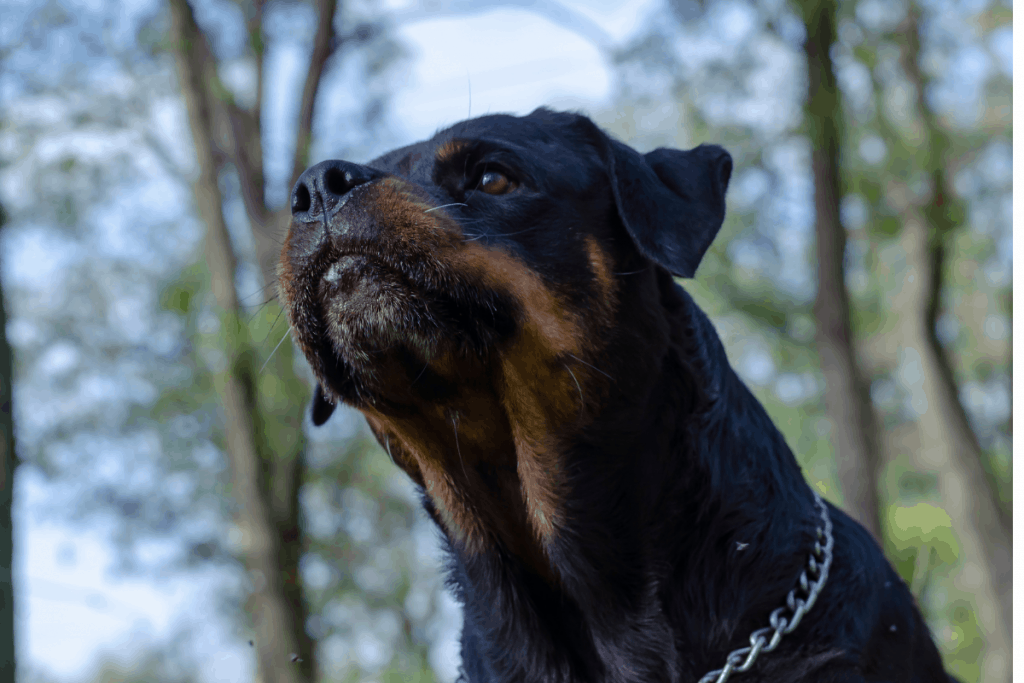 Rottweiler about to attack