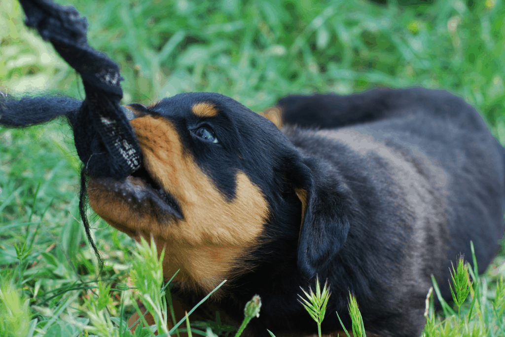 puppy tugging on leash