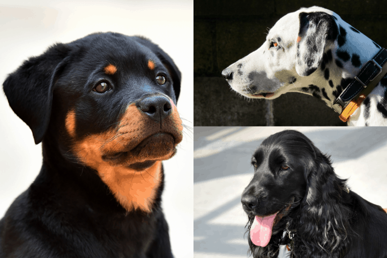 Rottweilers 101: How to Recognize a Purebreed – The German Shepherder