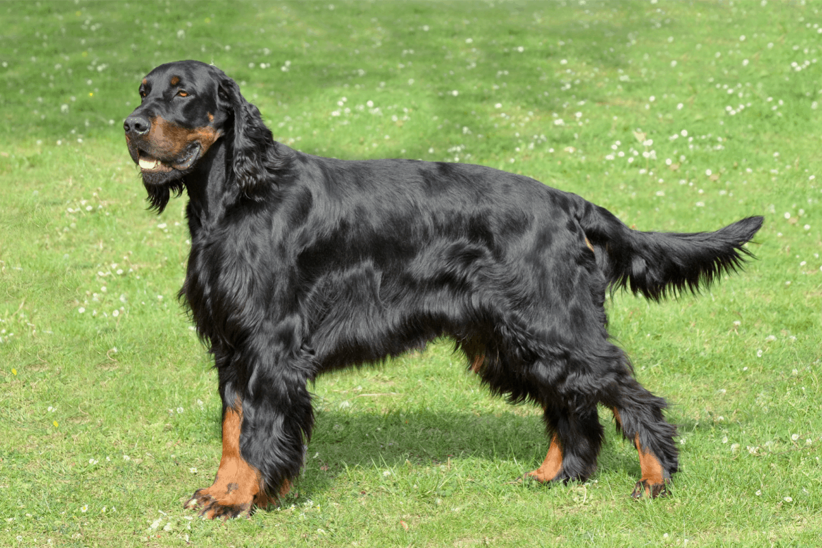 The 6 Best and Worst Companion Dogs for Rottweilers – The German Shepherder