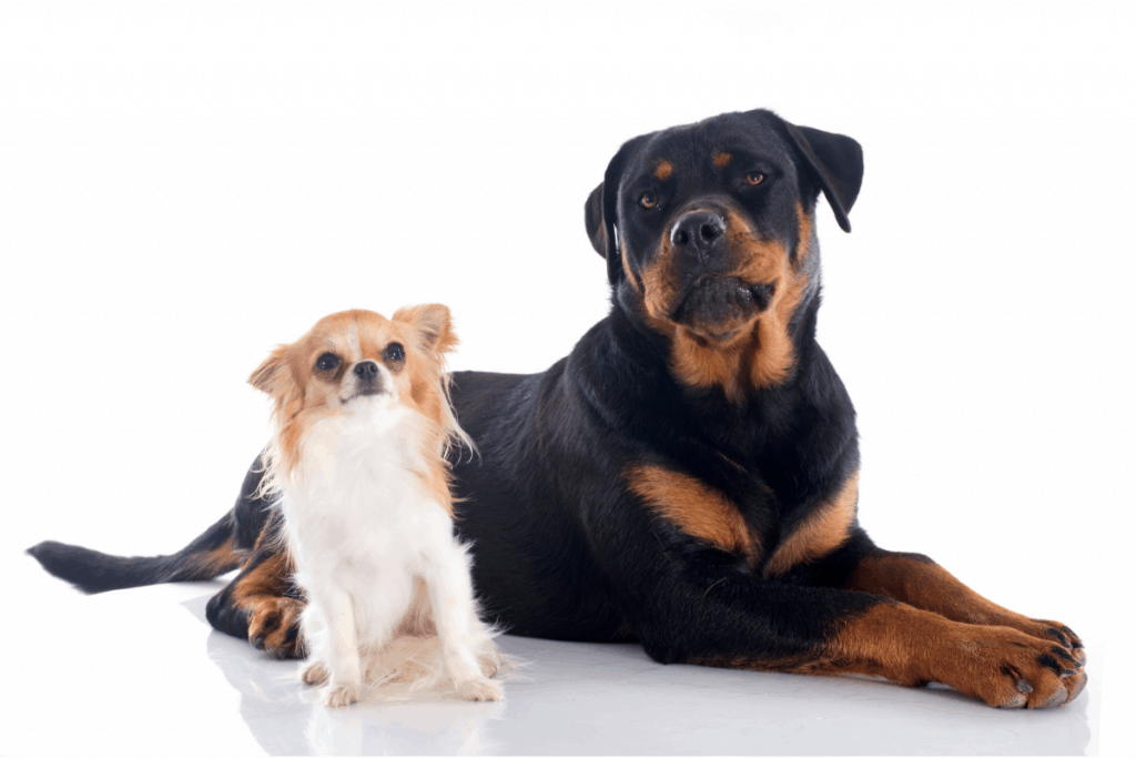 are rottweilers jealous dogs