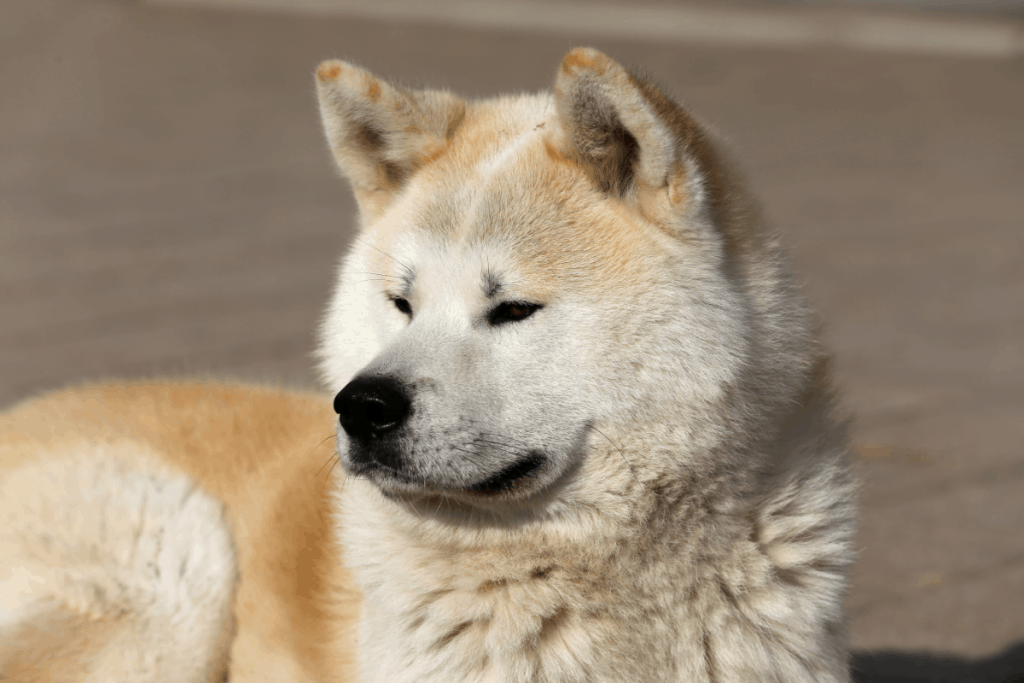 Akita