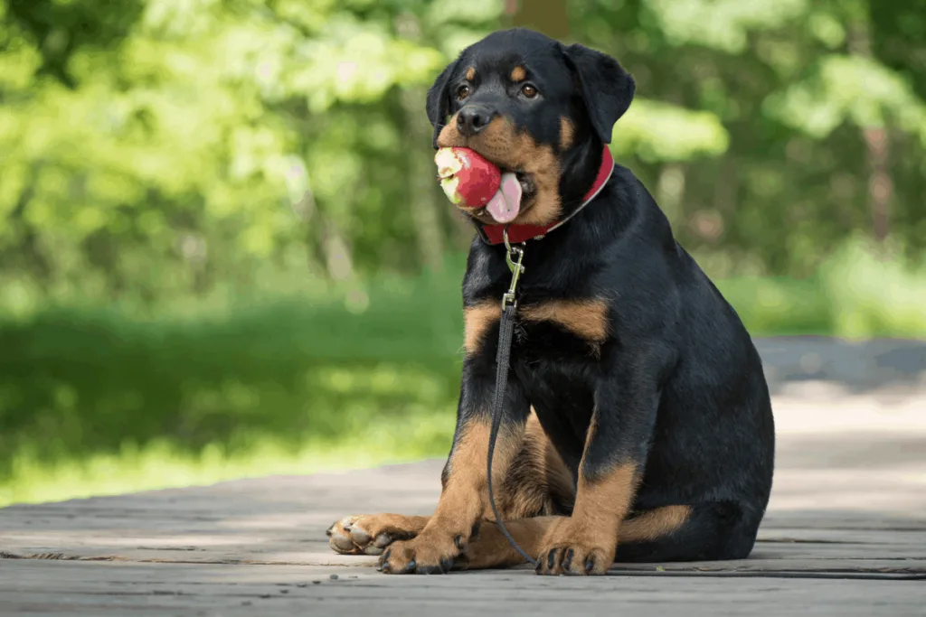 Rottweiler puppy with apple in mouth