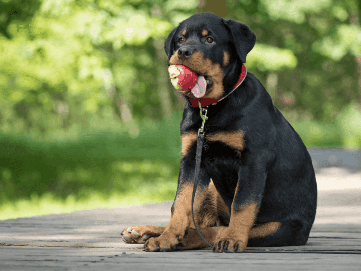 Rottweiler Puppy Not Growing? What You Must Know – The German Shepherder