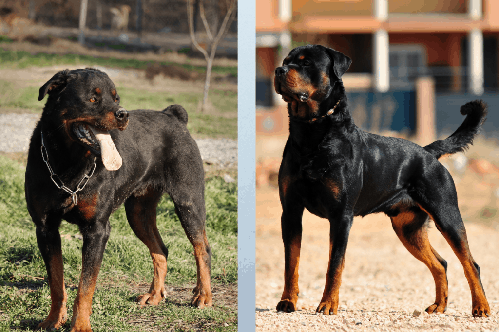 Rottweiler with docked tail and one without