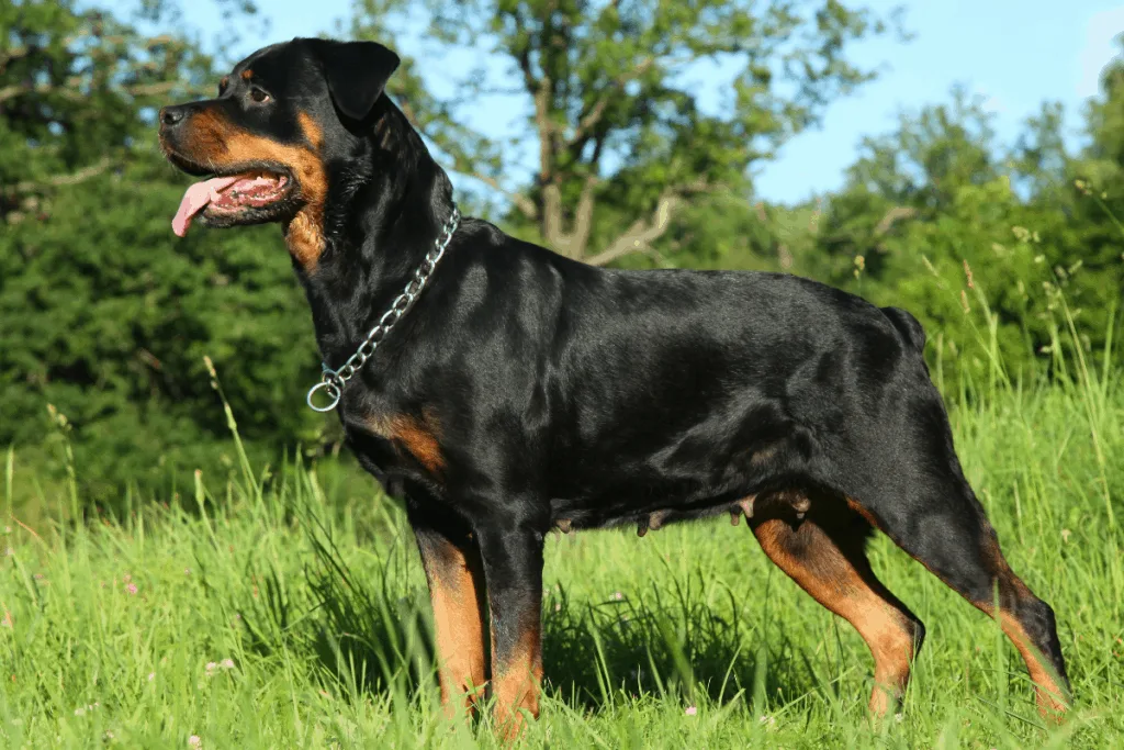 Rottweiler full body profile side view