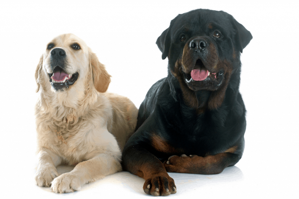 Golden Retriever and Rottweiler