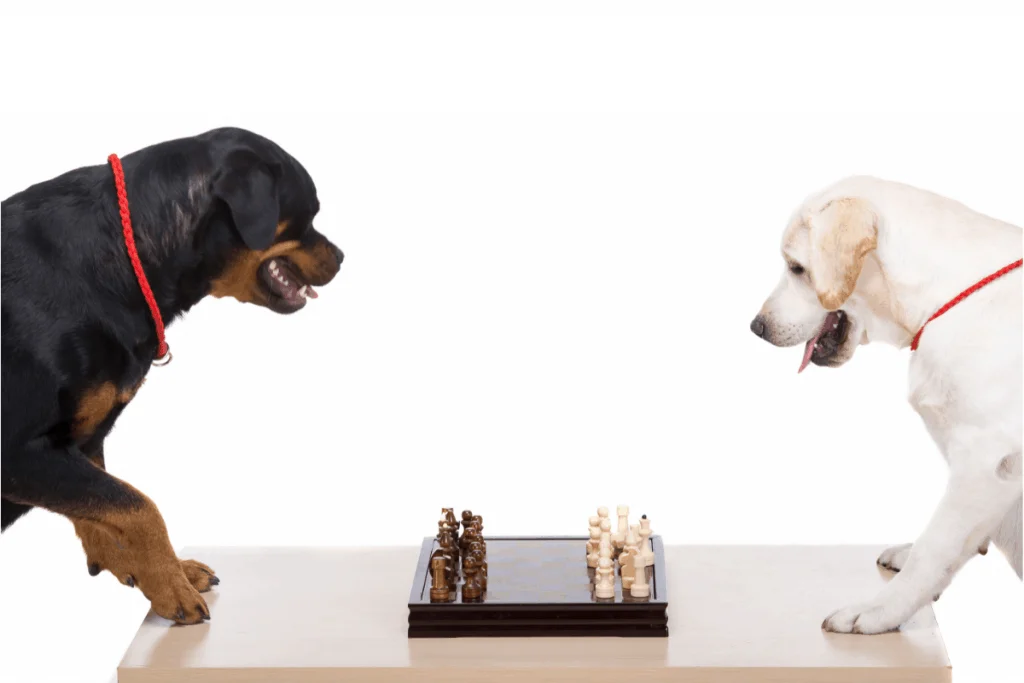 Labrador and Rottweiler playing chess