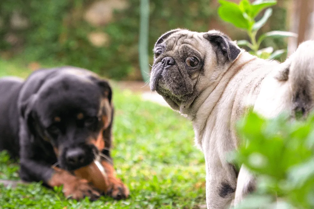 Rottweiler and Pug