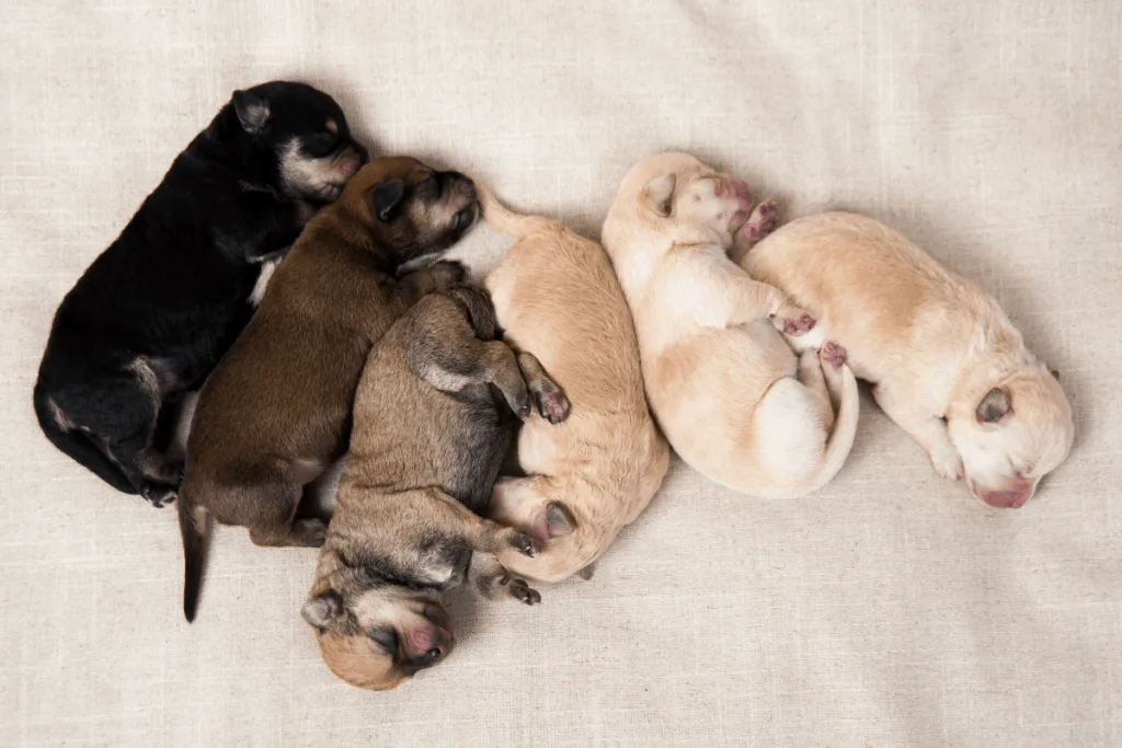 litter of puppies