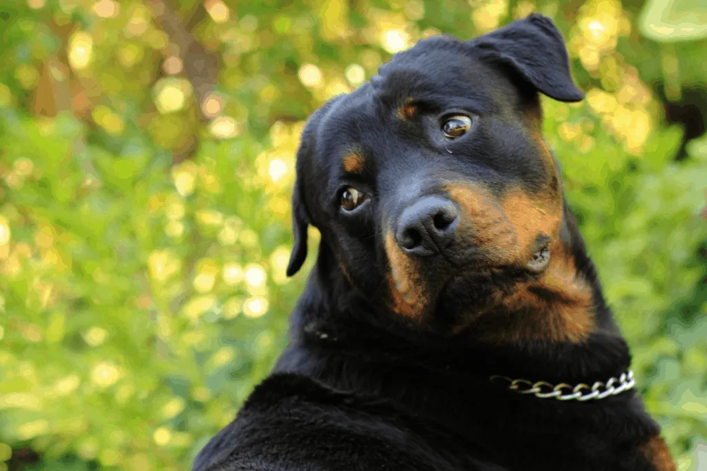 Rottweiler looking over shoulder