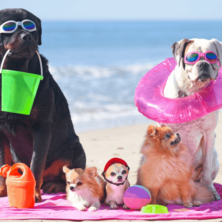 The 6 Best and Worst Companion Dogs for Rottweilers The German Shepherder