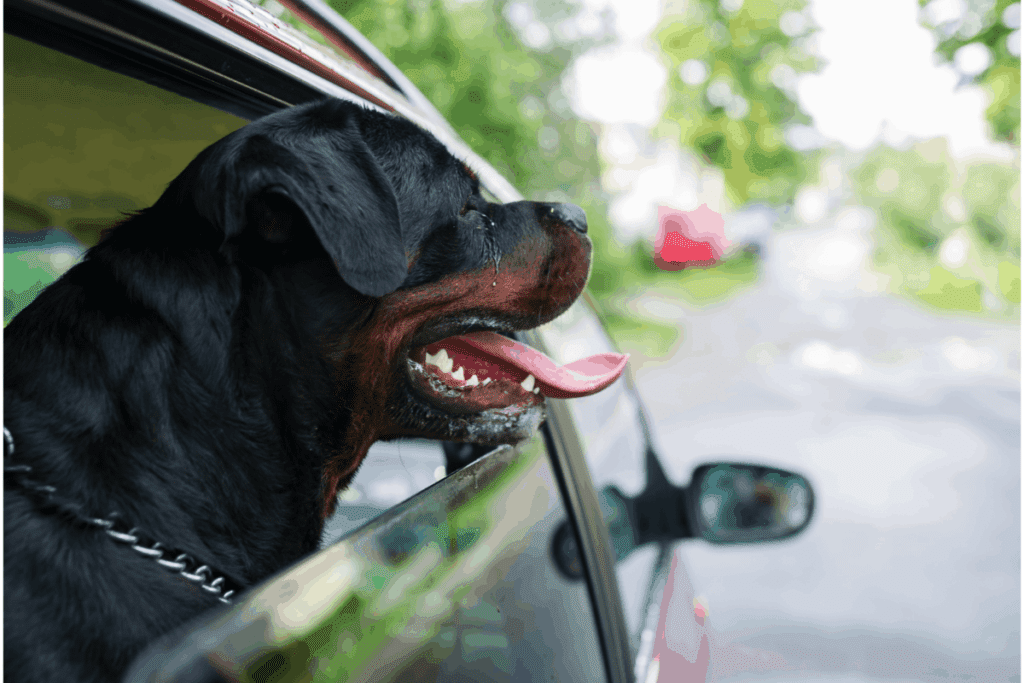 Rottweiler in car