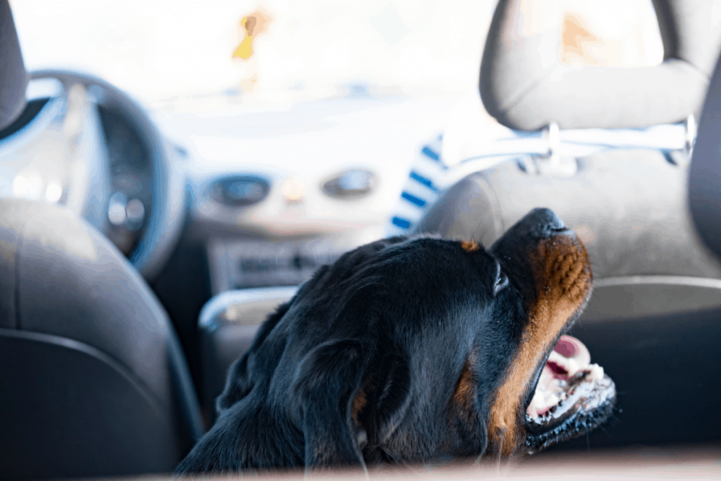 Rottweiler in backseat of car